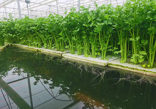 智能玻璃温室大棚建设中栽培无土栽培蔬菜