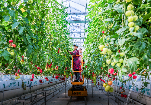 荷兰无土栽培蔬菜高架西红柿高产新模式
