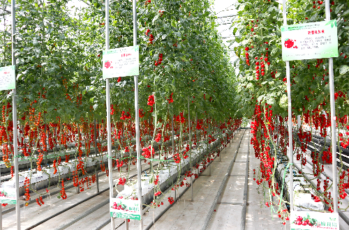 蔬菜无土栽培技术，怎样简化无土栽培大棚菜？