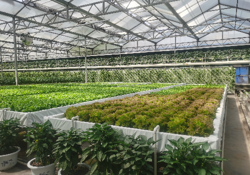 一幅未来的农业蓝图——玻璃温室无土栽培设备