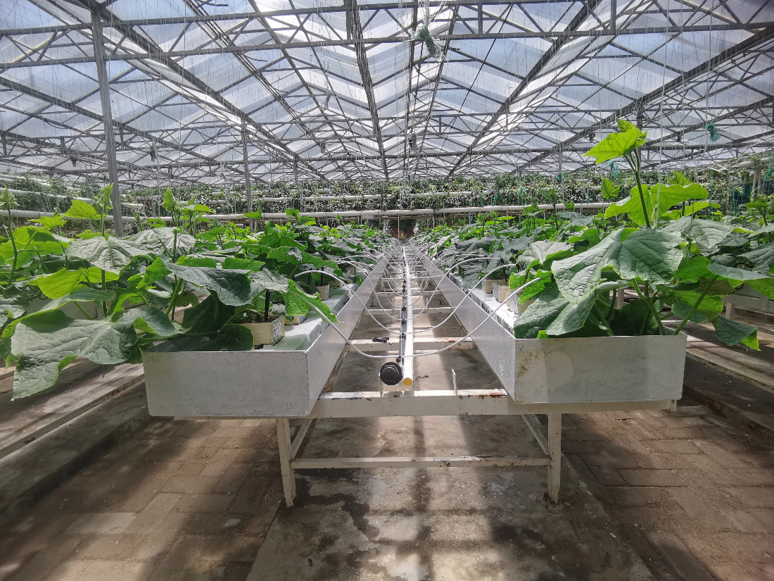 无土栽培设备种植效果展示