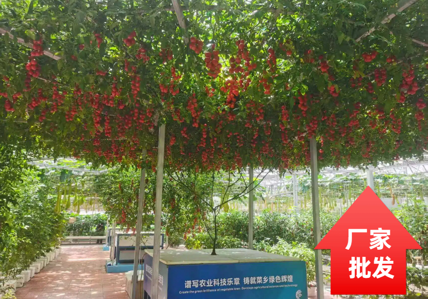 寿光中农和丰 温室草莓高架无土栽培设备