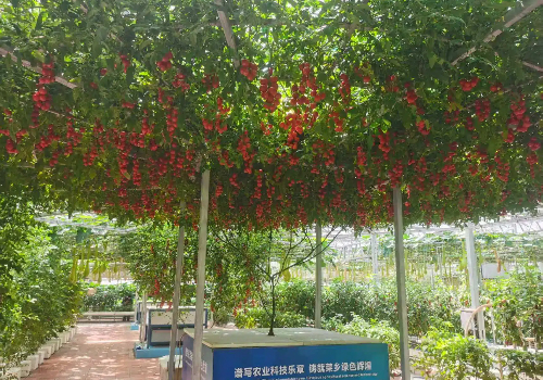 无土栽培设备定制厂家 管道式立体栽培系统 温室水培设施一站式供应
