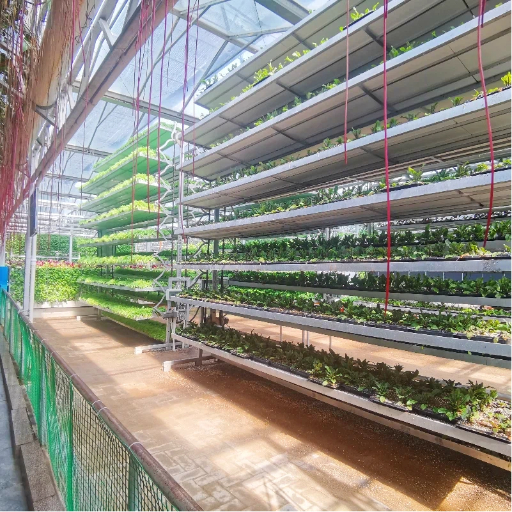 温室立体旋转种植架实拍，链式循环无土栽培系统，现代农业高效种植设备