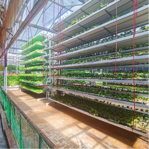 温室立体旋转种植架实拍，链式循环无土栽培系统，现代农业高效种植设备